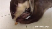 Funny Animals - A Funny Animal Videos Compilation 2015.mp4