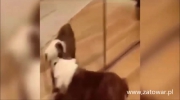 Funny Animals Vines.mp4