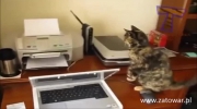 Funny cats scared of random things - Funny cats compilation.mp4