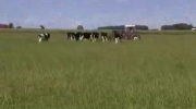 Krowy bawiące się piłką i ich reakcja kiedy zostaje im ona zabrana