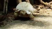 Żółwik z dodatkową skorupką