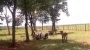 Baran vs Krowa