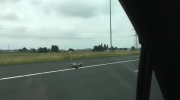 Gołąb na autostradzie