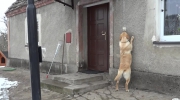 Pies, który sam otwiera drzwi i dzwoni dzwonkiem