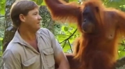 Steve Irwin dzieli chwilę z orangutanem i jej dzieckiem