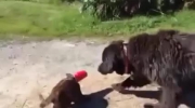 Pies postanowił pomóc kotu