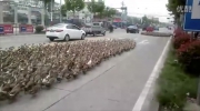 Rolnik przeprowadza przez miasto 5 tys. kaczek