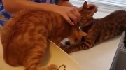 Kot ratuje przyjaciela