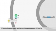 The FGF signaling pathway