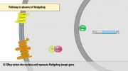 The Hedgehog signaling pathway in Drosophila