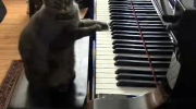 kot pianista