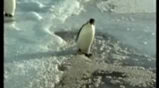 śmieszny pingwin