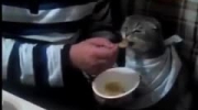 Kot, który jadł z łyżki