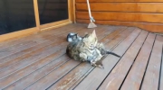 Przymusowa kąpiel małego kota