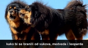 Najveći Psi Čuvari Na Svetu