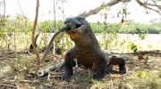 Waran z Komodo zjada małpę