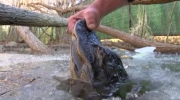 Jak aligatory przeżywają w zamrożonej wodzie?