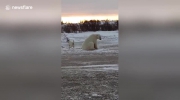 Niedźwiedź polarny bawi się z psem