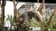 zaczepne koala