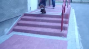 Ollie ze schodów