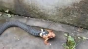 Wąż zjada żabę