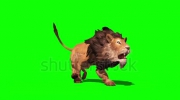 stock-footage-lion-runs-perspective-loop-green-screen.webm