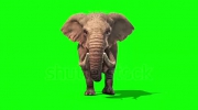 stock-footage-elephant-walks-static-front-green-screen.webm