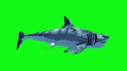 depositphotos_190773636-stock-video-white-shark-attack-loop-side.mp4