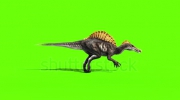 stock-footage-spinosaurus-walkcycle-dinosaurs-side-green-sceen-d-rendering-animation.webm