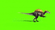 stock-footage-spinosaurus-walks-dinosaurs-side-green-sceen-d-rendering-animation.webm