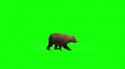 stock-footage-brown-bear-walking-with-transparent-alpha.webm