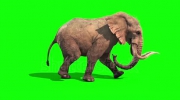 stock-footage-elephant-runs-static-side-green-screen.webm