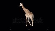 stock-footage-african-giraffe-slowly-walking-seamlessly-looped-on-black-screen-real-s.mkv