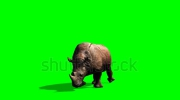 stock-footage-rhino-walks-green-screen.webm