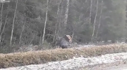 Niedźwiedź zabija łosia
