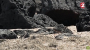 Planeta Ziemia: Iguana kontra węże - walka o życie...