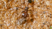 Planeta Ziemia: Mrówki kontra larwy antlionu