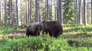 Walka fińskich niedźwiedzi