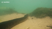 Gigantyczna anakonda w brazylijskiej rzece
