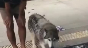 Pies boi się wody