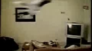 latający kot