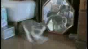 filmik ze smiesznymi kotami