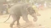 Oszalały słoń zabił nieszczęśnika