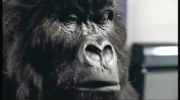 Cadbury gorilla advert