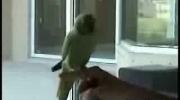 mądra papuga