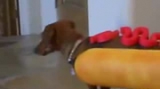 prawdziwy hot dog