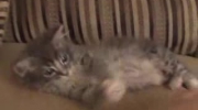 The Cat Diaries - Koty - Cute and adorable kittens playing and sleeping