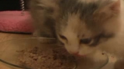 Koty - The Cat Diaries - Feeding time for kittens