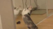 Koty - The Cat Diaries - Kitten goes crazy over mirror