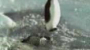 pingwin z czechow